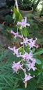 Lilac coloured flowers