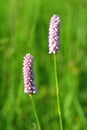 A lilac common bistort Bistorta officinalis in a meadow in the Belianske Tatra in Slovakia