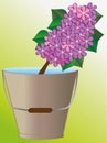 Lilac in container