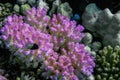 lilac corals between other corals during diving in egypt