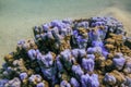 lilac corals on the seabed during diving in the red sea