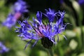 Lilac cornflower on a background of green grass. Close up. Purple flower in the field. Beautiful