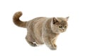 Lilac Cream British Shorthair Domestic Cat, Female standing against White Background Royalty Free Stock Photo