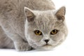 Lilac Cream British Shorthair Domestic Cat, Female standing against White Background Royalty Free Stock Photo