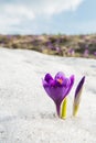 Lilac crocus against sky and snow