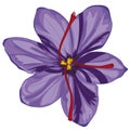 Lilac crocus blossoms. Stock illustration.