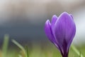 Lilac crocus flower closeup