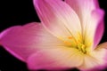 Lilac crocus flower Royalty Free Stock Photo