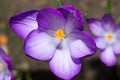 Lilac crocus on the flowerbed. Royalty Free Stock Photo