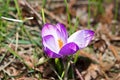 Lilac crocus on the flowerbed. Royalty Free Stock Photo