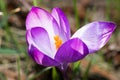 Lilac crocus on the flowerbed. Royalty Free Stock Photo