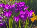 Lilac Crocus flowers in the garden, backlight scene Royalty Free Stock Photo