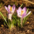 Lilac crocus flowers on garden.