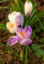 Lilac crocus flowers on garden. Royalty Free Stock Photo