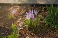 Lilac crocus in the garden. Spring flowers primroses Royalty Free Stock Photo