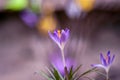 Lilac crocus spring flowers, isolated on bokeh background, Easter colors, purple violet yellow Royalty Free Stock Photo