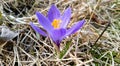 A lilac crocus in the spring