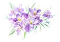 Lilac crocus watercolor