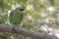 Lilac-crowned Parrot, Amazona finschi, perched Royalty Free Stock Photo