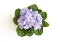 Lilac curly saintpaulia african violet flower from above. Symbol of unaffectedness and faithfulness