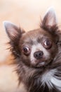 Lilac cute longhair chiwawa - closeup photography