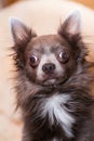 Lilac cute longhair chiwawa - closeup photography