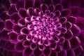 Lilac dahlia close-up. Greeting card, greeting,