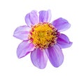 lilac dahlia isolated macro closeup on white background