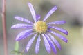 Lilac daisy Royalty Free Stock Photo