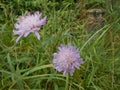 Lilac Dandelion Flower Royalty Free Stock Photo