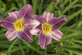 Lilac daylilies Royalty Free Stock Photo