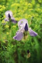 Violet iris flower against a background of yellow meadow flowers