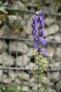 Delphinium flowers in a garden Royalty Free Stock Photo