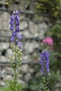 Delphinium flowers in a garden Royalty Free Stock Photo