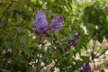 lilac in the desert. Spring in the Judean Desert. Lilac freshness. Natural beauty. Desert labor.