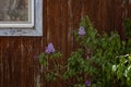 lilac in the desert. Spring in the Judean Desert. Lilac freshness. Natural beauty. Desert labor.