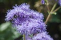 Ageratum houstonianum Floss flower, Tassel flower, Painter`s brush Royalty Free Stock Photo