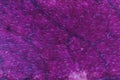 Lilac Dry Leaf Fibers Texture Royalty Free Stock Photo