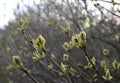 Lilac in early spring sticking out the grapes in the grapes evening close-up budding shrubs Syringa vulgaris green leaves