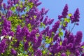 Lilac or elder bush