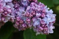 Lilac, elder tree, sambucus, bourtree Royalty Free Stock Photo