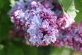 Lilac, elder tree, sambucus, bourtree Royalty Free Stock Photo