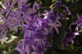Lilac exotic flowers asia Royalty Free Stock Photo