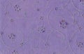 Lilac fabric with embroidery. Royalty Free Stock Photo