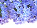 Lilac flower Royalty Free Stock Photo