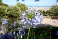 Lilac flower agapanthus praecox against the background of the panorama of Barcelona