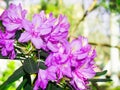 Lilac flower Azalea close. subtropical plant