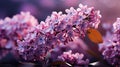 lilac flower background Royalty Free Stock Photo