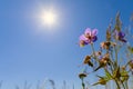 Lilac flower on a background of bright sun and sky. Royalty Free Stock Photo