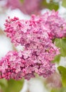 Lilac flower background. Lilacs close up tree bush. Bouquet backgrounds.